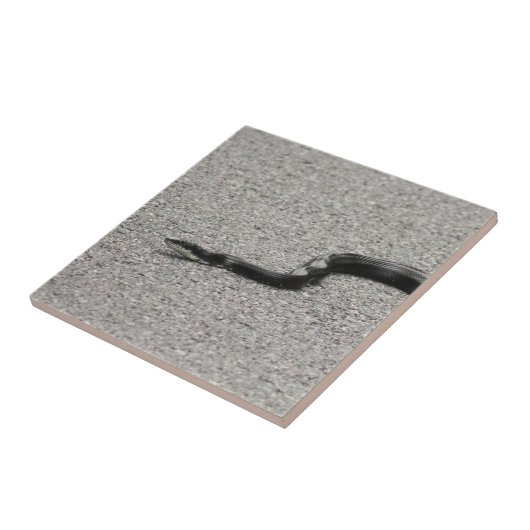 Schwarze Ratten-Schlange Fliese (Seite)