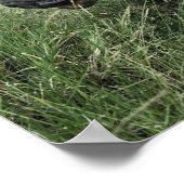 Schwarze Rhinozeros, Diceros bicornis, Kenia Poster (Ecke)