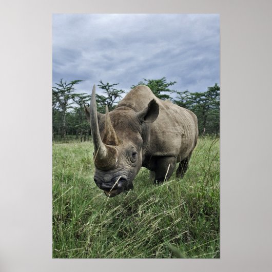 Schwarze Rhinozeros, Diceros bicornis, Kenia Poster (Vorne)