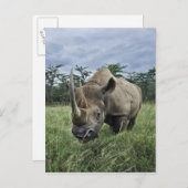 Schwarze Rhinozeros, Diceros bicornis, Kenia Postkarte (Vorne/Hinten)
