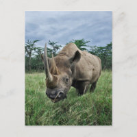 Schwarze Rhinozeros, Diceros bicornis, Kenia