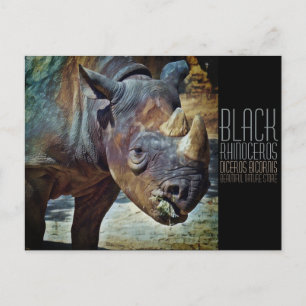 Schwarze Rhinozeros [Postkarte] Postkarte