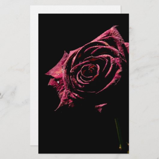 schwarze Rose (Vorne/Hinten)