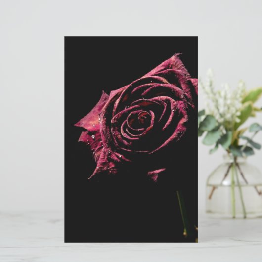 schwarze Rose (Stehend Vorderseite)