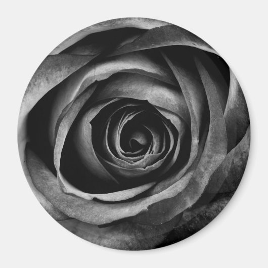 Schwarze Rose Blume Blumendekoration Vintag Magnet (Vorne)