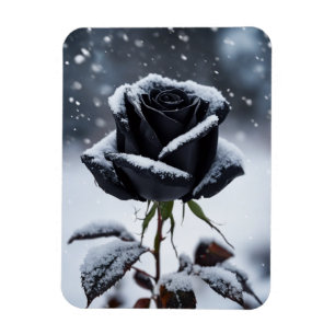 Schwarze Rose im Schnee - Moody Winter Floral Magnet