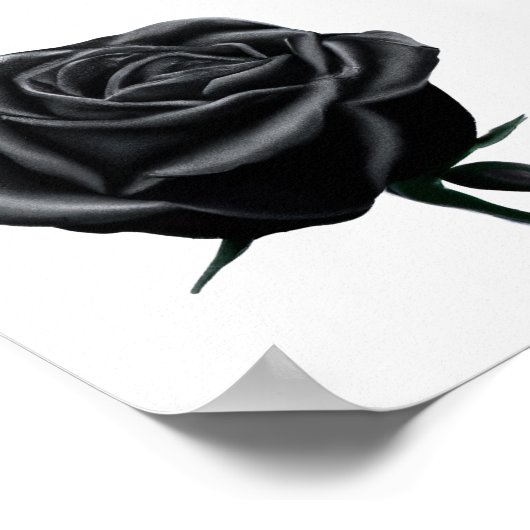 Schwarze Rose Poster (Ecke)