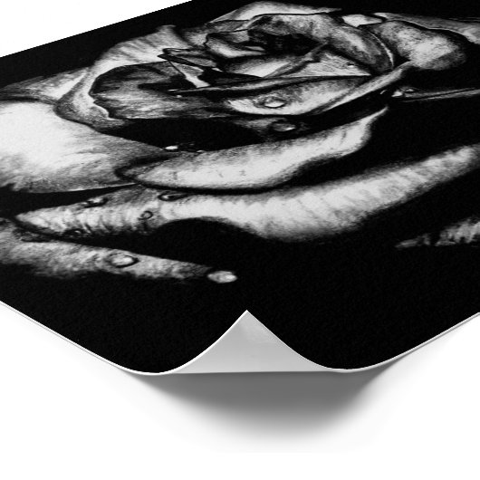 Schwarze Rose Poster (Ecke)