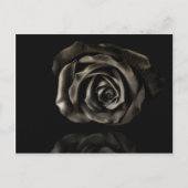 Schwarze Rose Postkarte (Vorderseite)