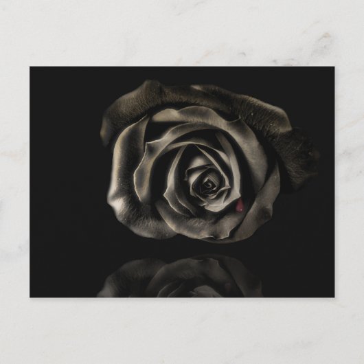 Schwarze Rose Postkarte (Vorderseite)