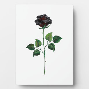 Schwarze Rosenblüte Fotoplatte