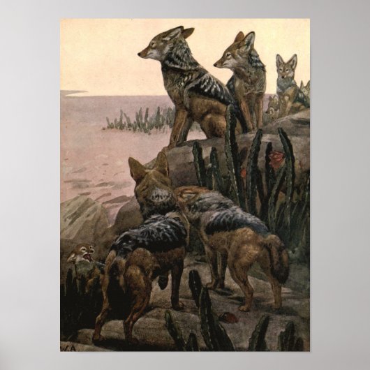 Schwarze Rücken-Schakale von Winifred Austen Poster (Vorne)