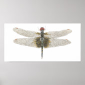 Schwarze Saddlebags Dragonfly Poster (Vorne)