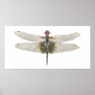 Schwarze Saddlebags Dragonfly Poster