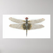 Schwarze Saddlebags Dragonfly Poster (Vorne)