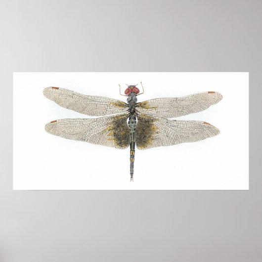 Schwarze Saddlebags Dragonfly Poster (Vorne)