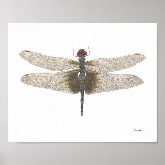 Schwarze Saddlebags Dragonfly Watercolor Poster (Vorne)