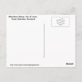 Schwarze Schafe, Insel Lewis, Äußere Hebriden, SC Postkarte (Rückseite)