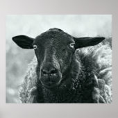 Schwarze Schafe Poster (Vorne)