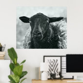 Schwarze Schafe Poster (Heimbüro)