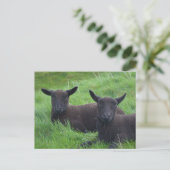 Schwarze Schafe Postkarte (Stehend Vorderseite)
