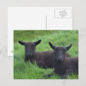 Schwarze Schafe Postkarte (Vorne/Hinten)