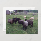 Schwarze Schafe Postkarte (Vorne/Hinten)