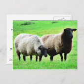 Schwarze Schafe Postkarte (Vorne/Hinten)