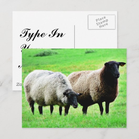 Schwarze Schafe Postkarte (Vorne/Hinten)