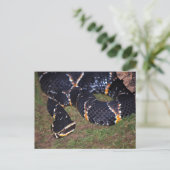 schwarze Schlange Postkarte (Stehend Vorderseite)