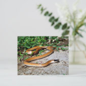 Schwarze Schlange Postkarte (Stehend Vorderseite)