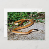 Schwarze Schlange Postkarte (Vorne/Hinten)