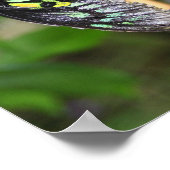 Schwarze Schmetterlinge Natur Poster (Ecke)