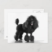 Schwarze Schnauze Postkarte (Vorne/Hinten)