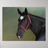 Schwarze Schönheit Poster (Vorne)