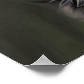 Schwarze Schönheit Poster (Ecke)