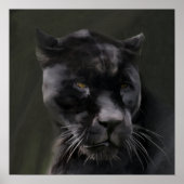 Schwarze Schönheit Poster (Vorne)