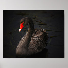 Schwarze Schönheit Poster