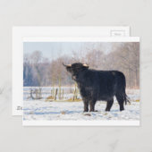 Schwarze Schottenkuh im Winterschnee Postkarte (Vorne/Hinten)