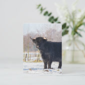 Schwarze schottische Hochländerkuh im Winterschnee Postkarte (Stehend Vorderseite)