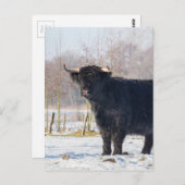 Schwarze schottische Hochländerkuh im Winterschnee Postkarte (Vorne/Hinten)
