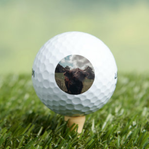 Schwarze schottische Hochlandkuh grast Vintage Ret Golfball