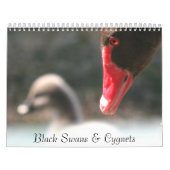 Schwarze Schwan-u. Cygnets-Wandkalender Kalender (Titelbild)