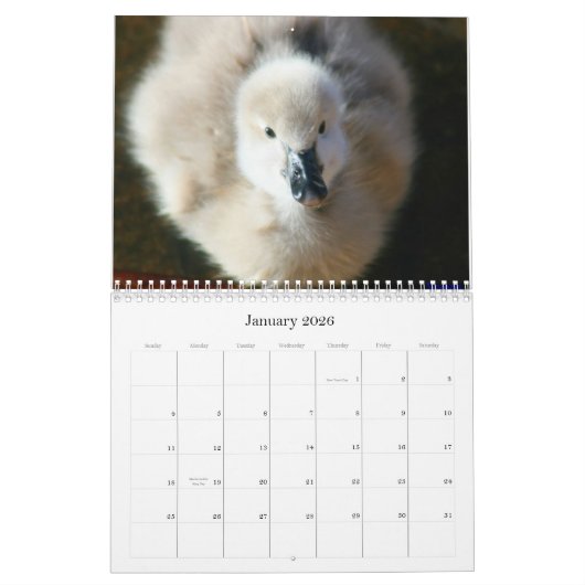 Schwarze Schwan-u. Cygnets-Wandkalender Kalender (Jan 2026)