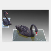 Schwarze Schwäne in Teichen, Geschenkwraps, entkle Geschenkpapier Set (Vorderseite)