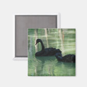 Schwarze Schwäne Magnet (Vorderseite/Rückseite)