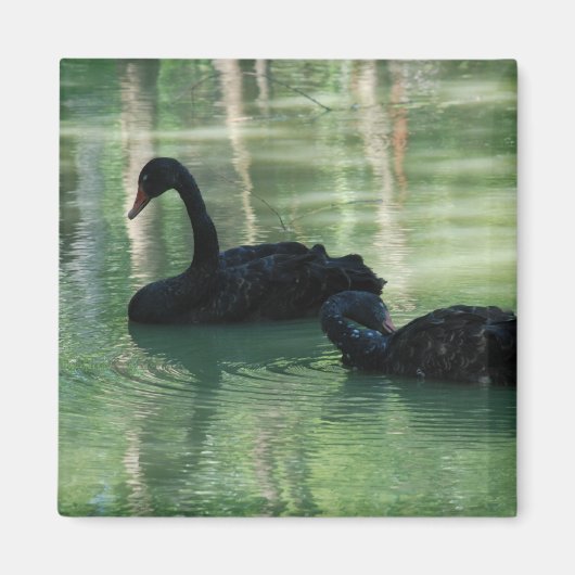 Schwarze Schwäne Magnet (Vorne)