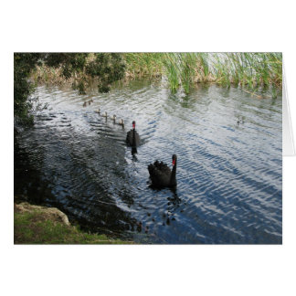 Schwarze Schwäne, Perth