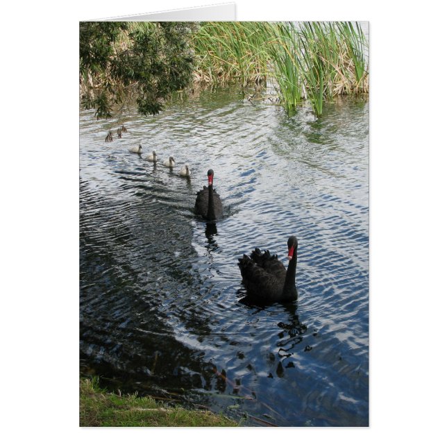 Schwarze Schwäne, Perth (Vorne)
