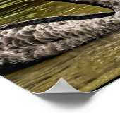 Schwarze Schwäne Poster (Ecke)